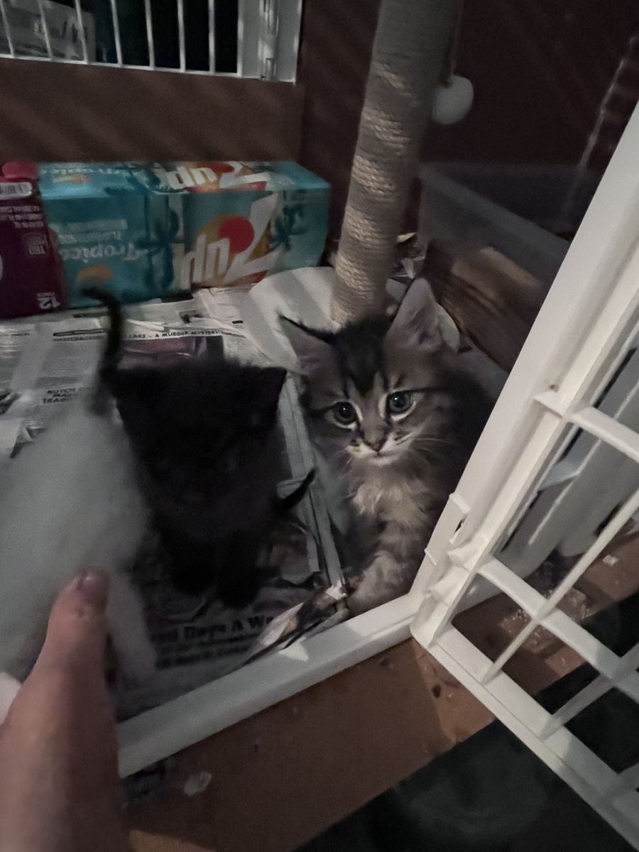 Kittens