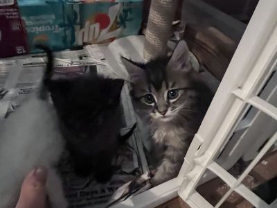 Kittens