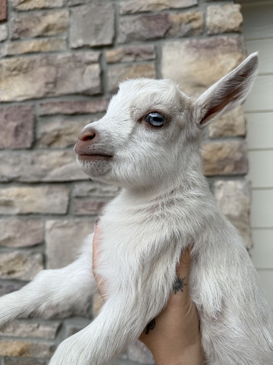 Nigerian Dwarf Doe & Buckling