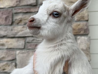 Nigerian Dwarf Doe & Buckling