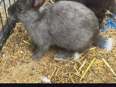 Bunnies