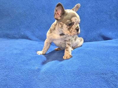 Blue-merle French Bulldog Puppy AKC