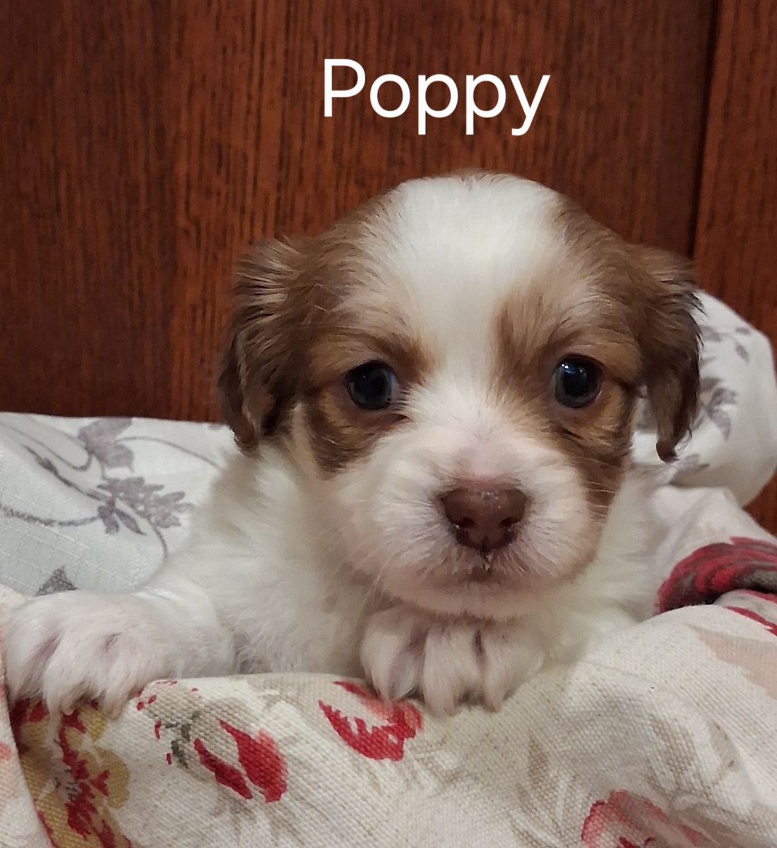 Adorable Chihuahua -Yorkie Mix Puppies: Poppy, Rosie, Froggy, and Pansie - Ready for Their Forever Homes
