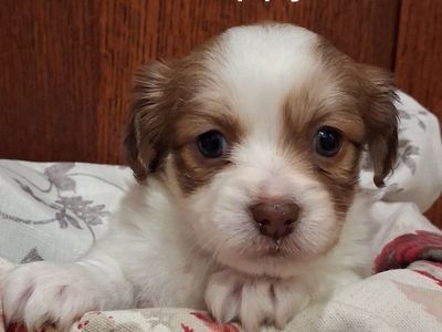 Adorable Chihuahua -Yorkie Mix Puppies: Poppy, Rosie, Froggy, and Pansie - Ready for Their Forever Homes