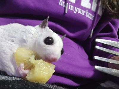 Double Critter Nation and Gliders