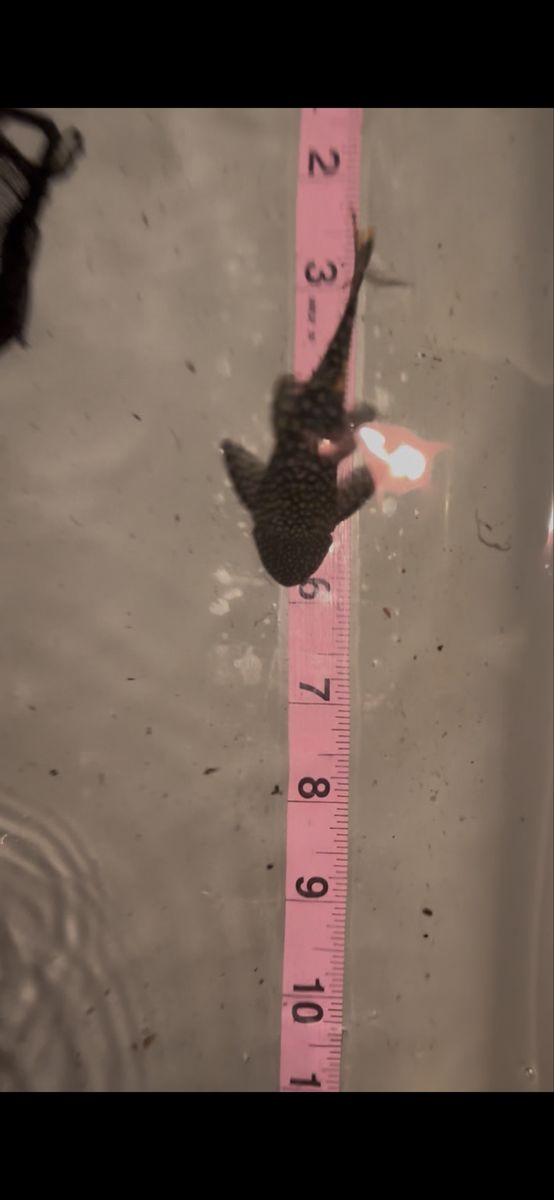 Main image 2