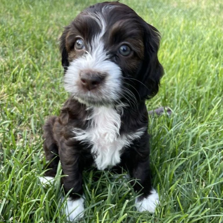 Cockapoo Cocker Spaniel Doodle 5 Female 2 Male