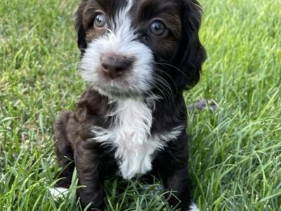 Cockapoo Cocker Spaniel Doodle 5 Female 2 Male