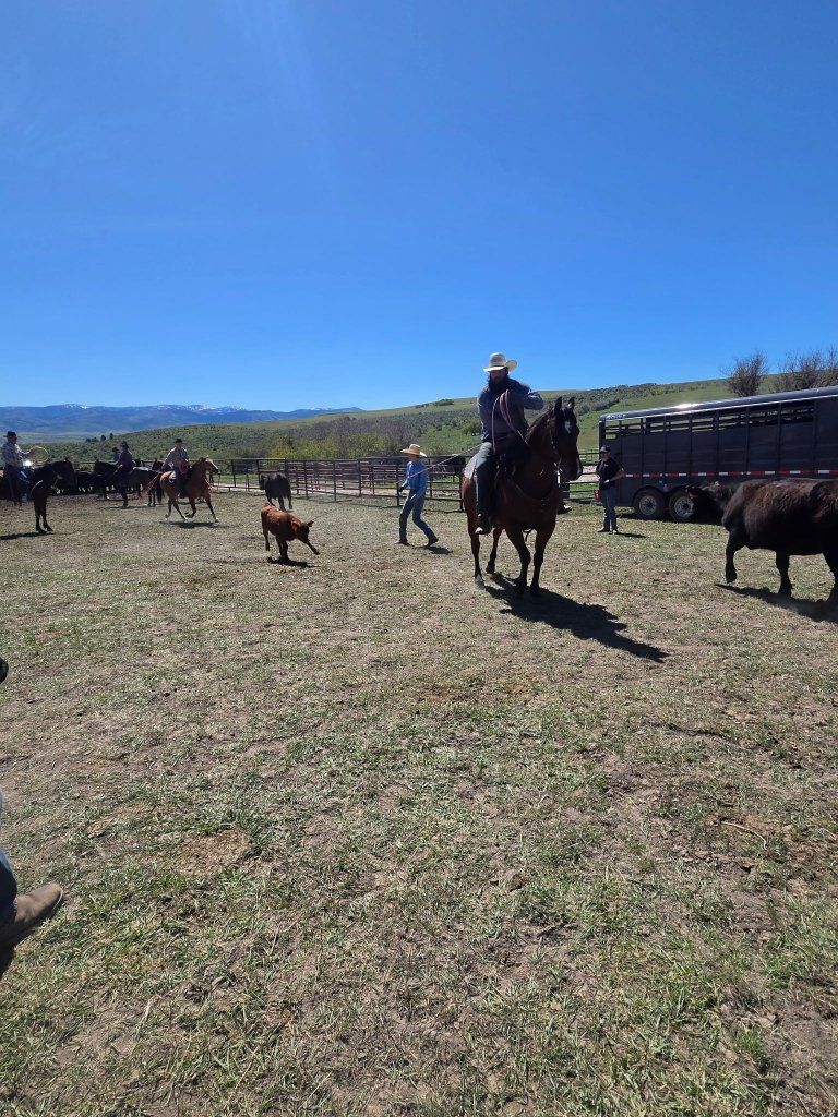 8 yr old gelding