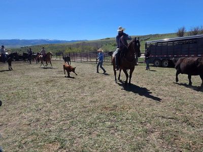 8 yr old gelding