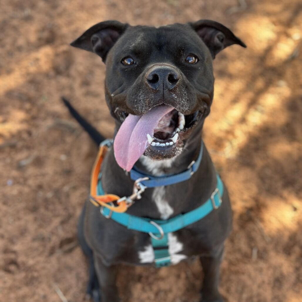 Hello my name is Smiles