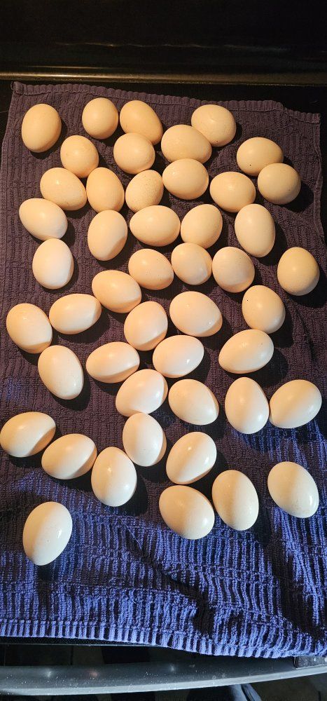 Fresh Organic Silkie Chicken Eggs
