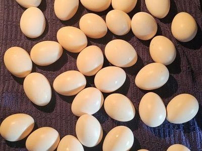 Fresh Organic Silkie Chicken Eggs