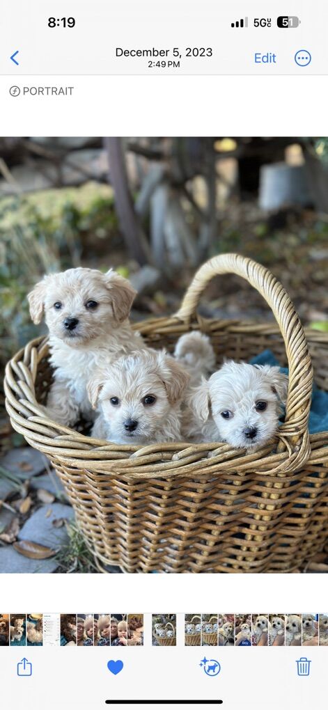 Matipoo Small Puppy Maltese Poodle girl boy