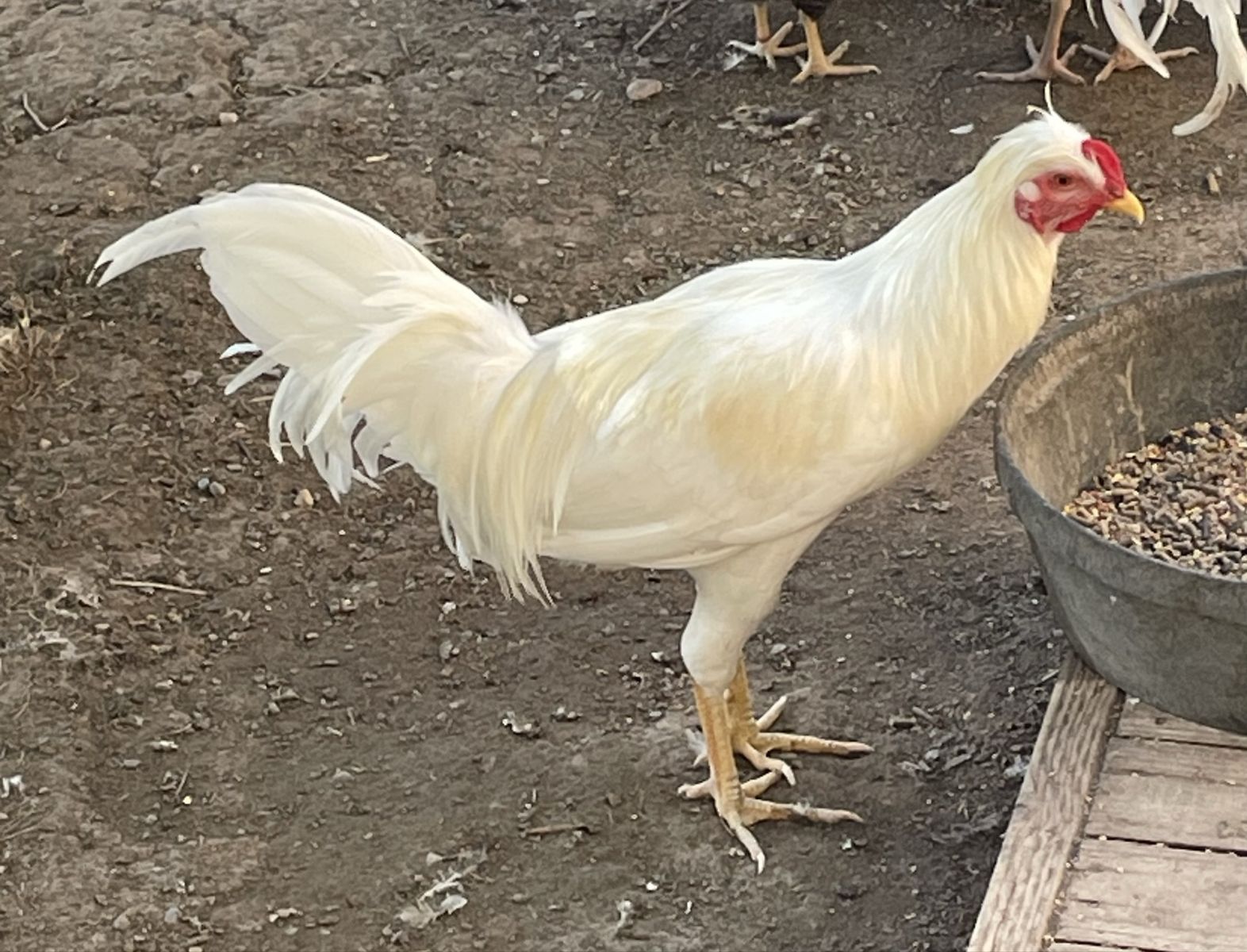 Gentle Schijindelaar Roosters 