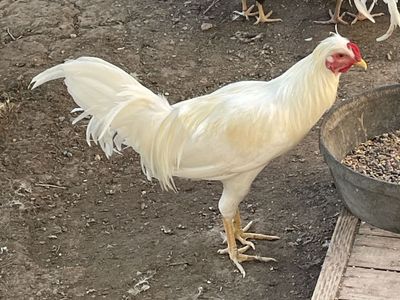 Gentle Schijindelaar Roosters