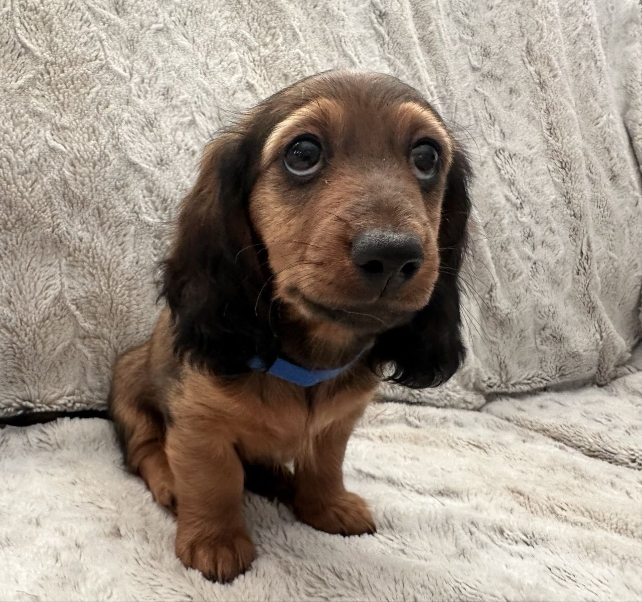 Miniature Long Hair Dachshund