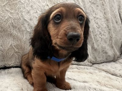 Miniature Long Hair Dachshund