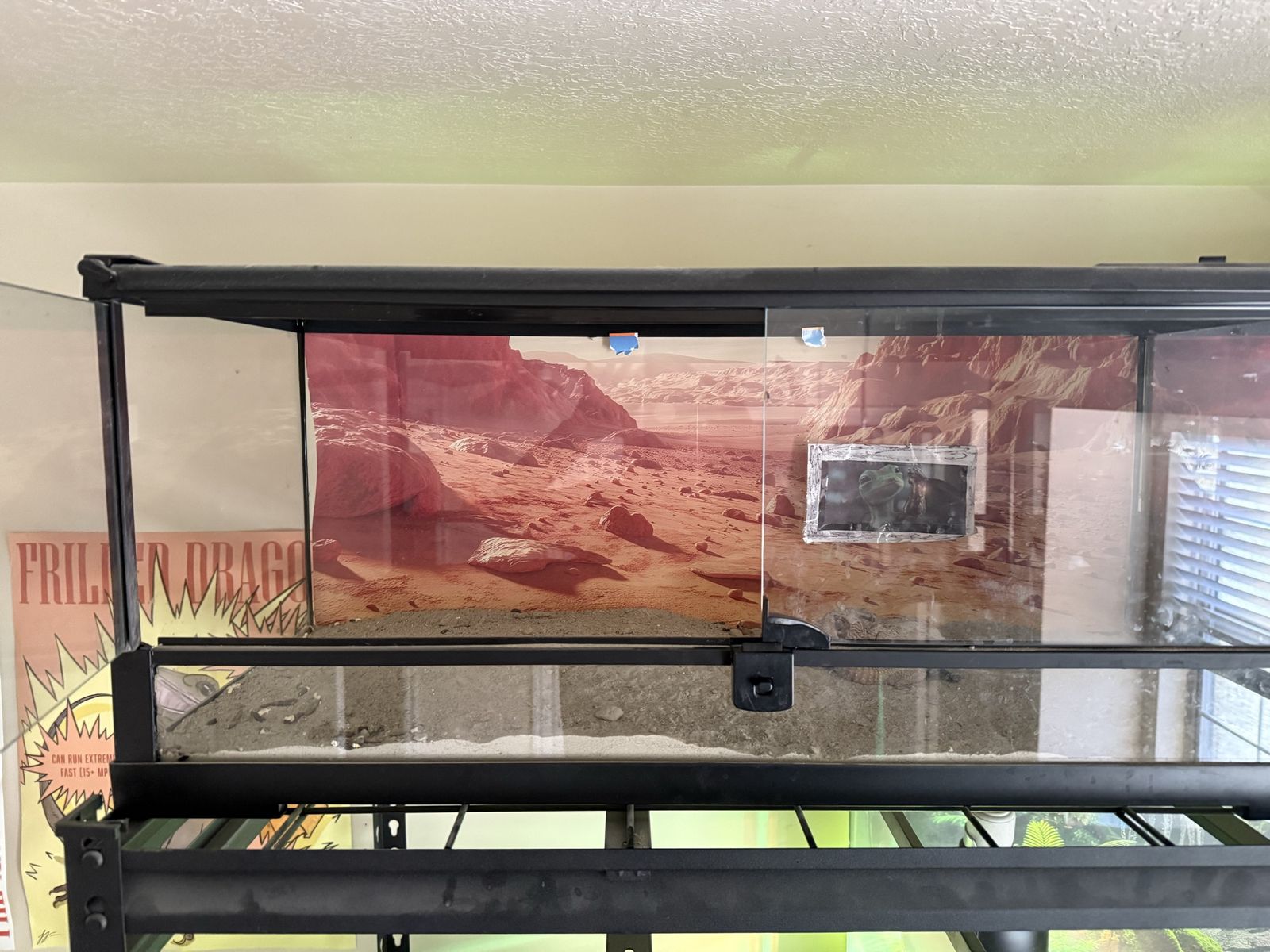 Leopard Gecko