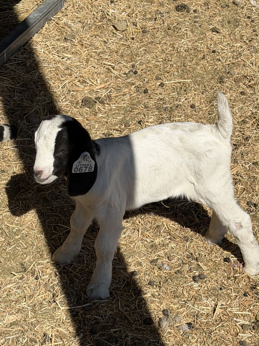 Boer Goat Kid