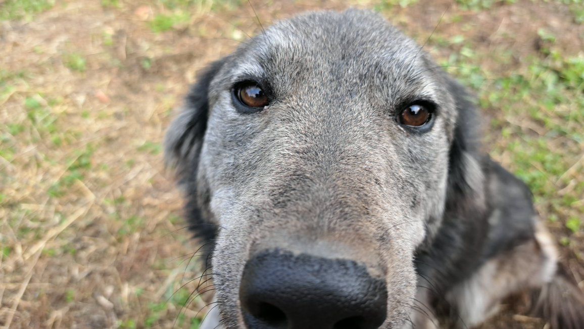 Goberian Female Dogs for Adoption - Loyal Companions Ready for a Loving Home