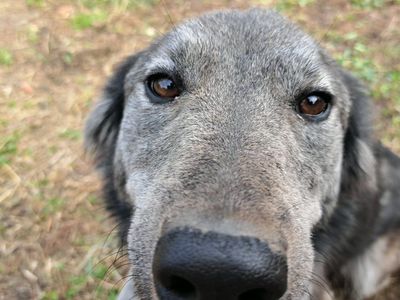 Goberian Female Dogs for Adoption - Loyal Companions Ready for a Loving Home