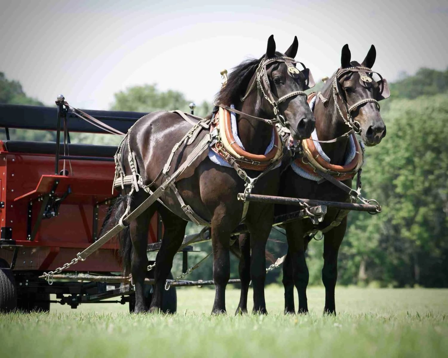 Belgian Percheron Cross Draft Horse Team for Sale