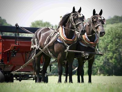Belgian Percheron Cross Draft Horse Team for Sale