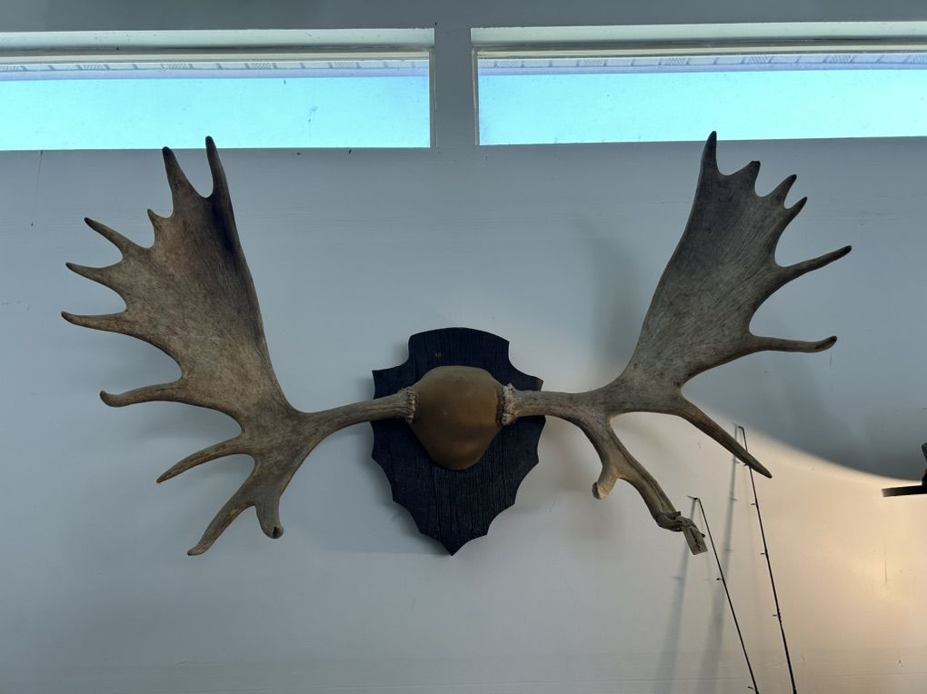 Alaskan Moose Rack
