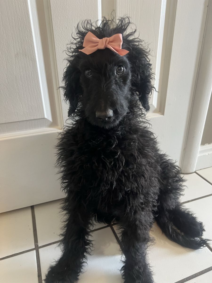 F1b Goldendoodle