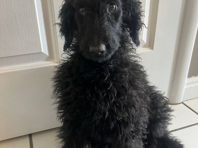 F1b Goldendoodle