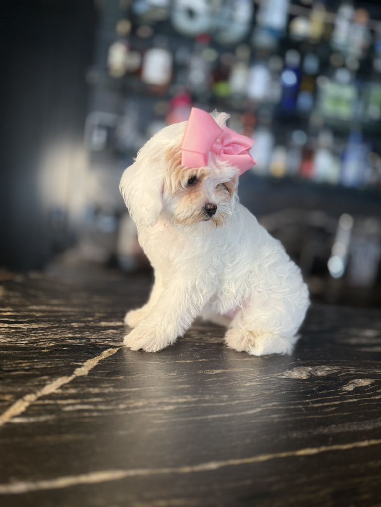 Darling Cavapoo Girls! All Included!