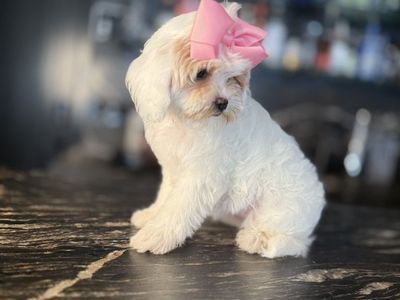 Darling Cavapoo Girls! All Included!