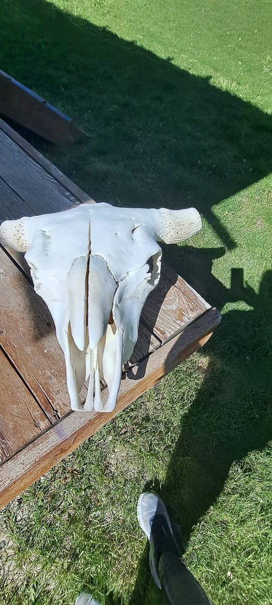 Bison Skull