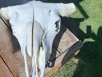 Bison Skull