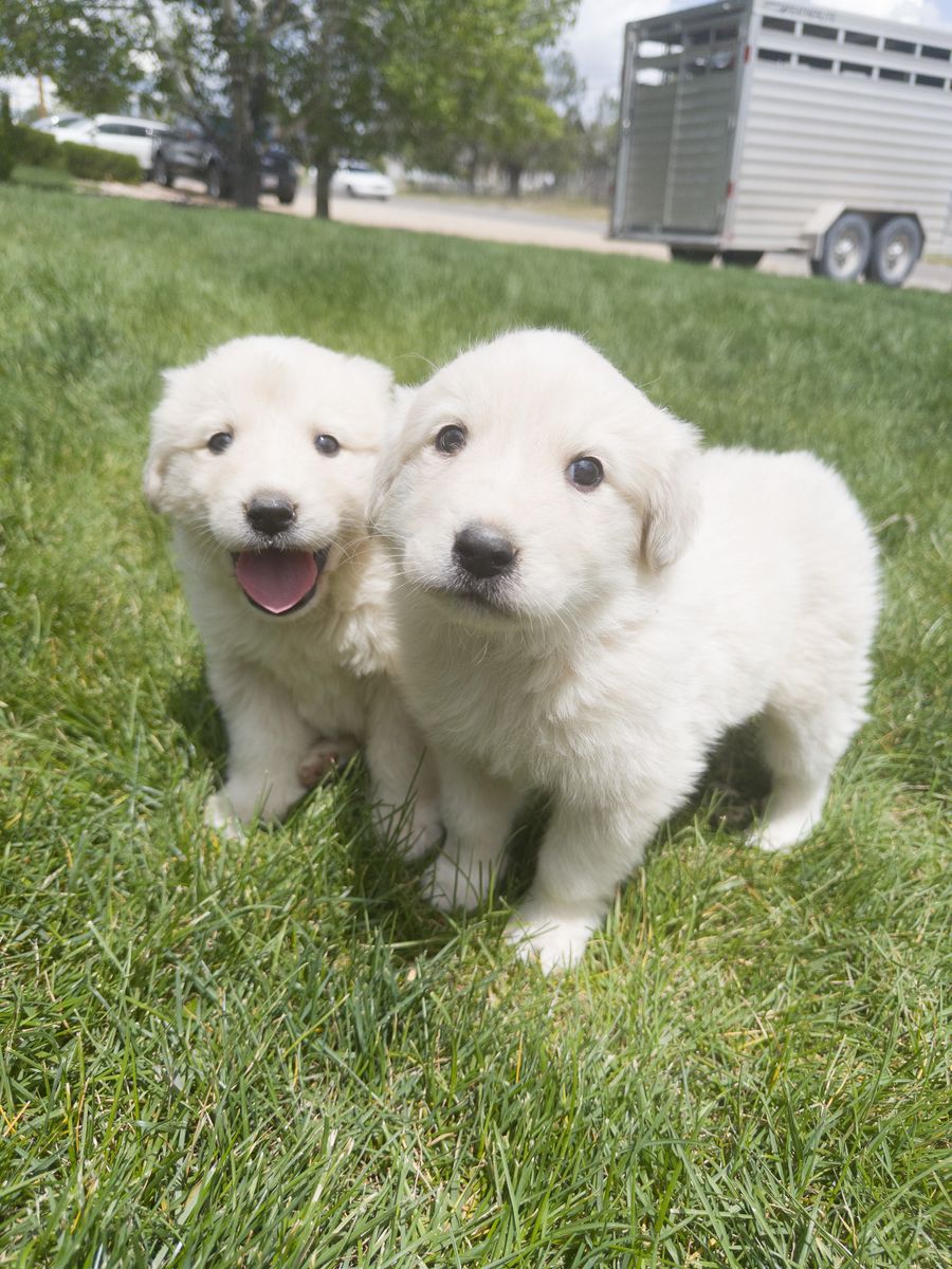 Great Pyrenees Females
