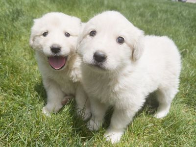 Great Pyrenees Females