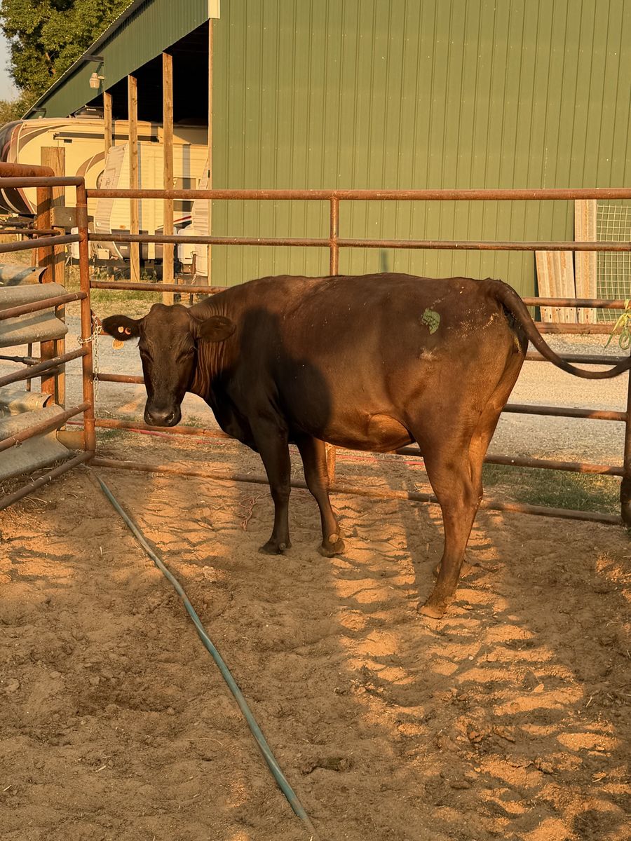 6 month Bred Angus Cross Heifer