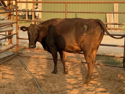 6 month Bred Angus Cross Heifer
