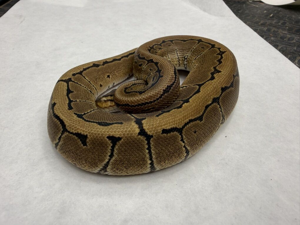 PinstrIpe DH True Ghost