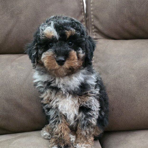 AKC Male Mini/Toy Poodle, Bernedoodles Doodles