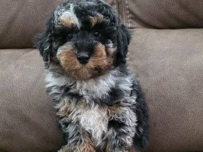 AKC Male Mini/Toy Poodle, Bernedoodles Doodles