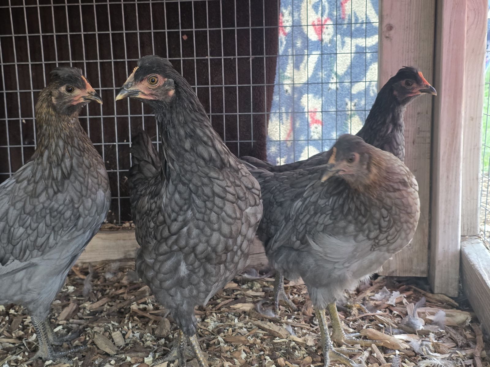 Olive Egger Pullets