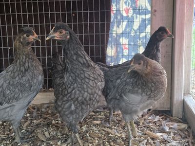 Olive Egger Pullets
