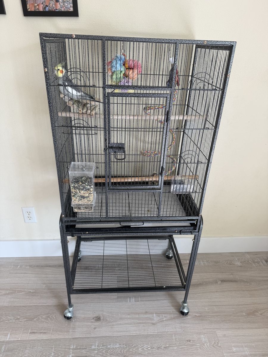 One year old female cockatiel with cage