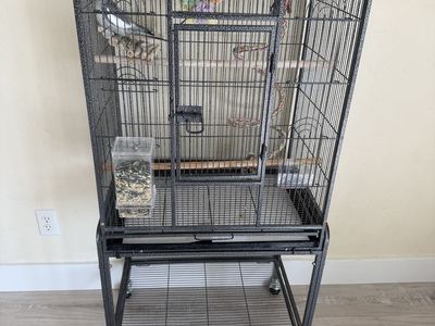 One year old female cockatiel with cage