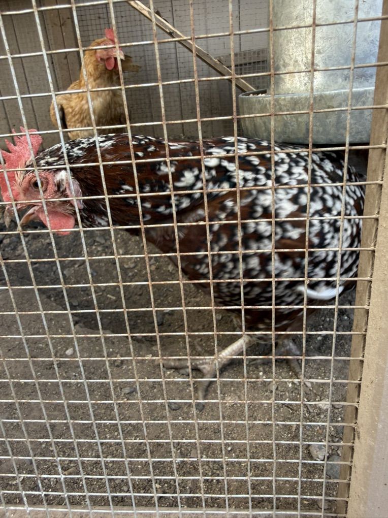 Free 1 Year Ild Speckled Sussex
