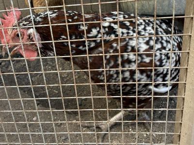 Free 1 Year Ild Speckled Sussex