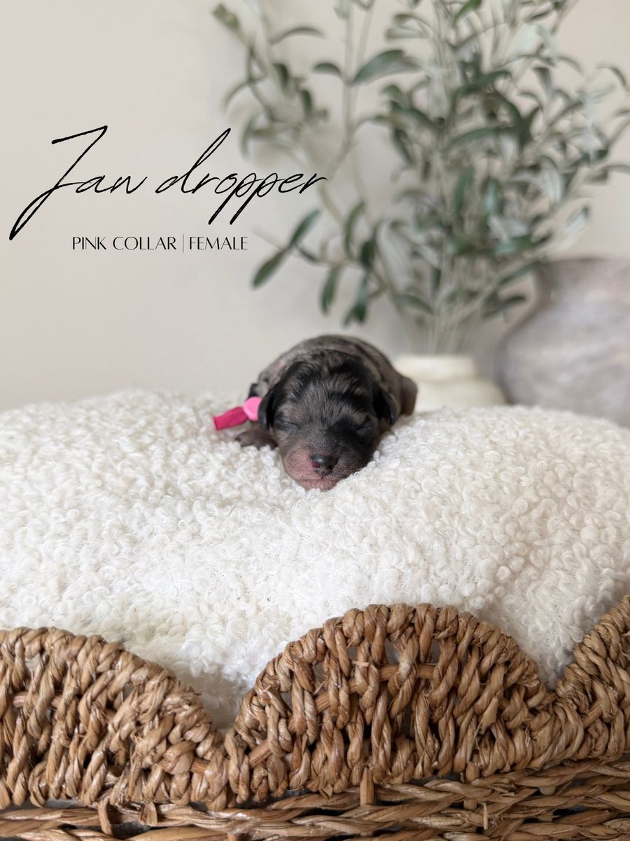 TRUE Micro Goldendoodles 5-9Pounds Full Grown!