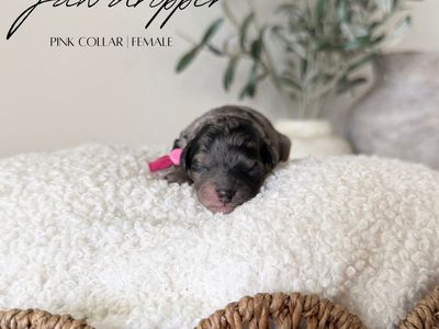 TRUE Micro Goldendoodles 5-9Pounds Full Grown!